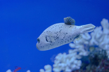 sea fish-dog in the aquarium