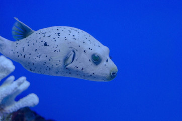 sea fish-dog in the aquarium