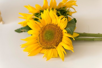 sunflower isolated on white background