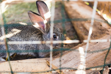 Naklejka na ściany i meble Breeding a large group of rabbits in a small shed.