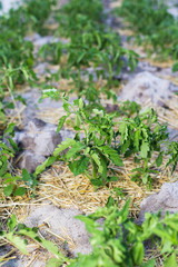 Young mulched tomatoes on the garden in sandy soil