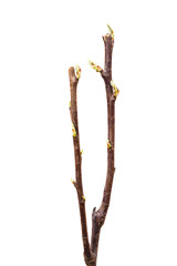 Young pear tree isolated on white background