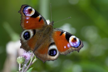 Peacock butterfly