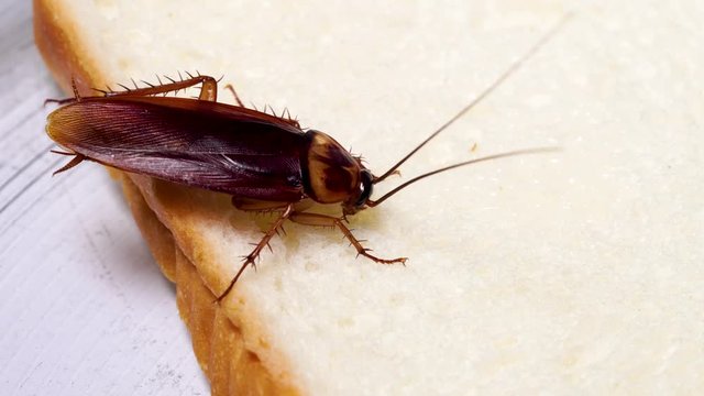 Close up of cockroach on a slice of bread