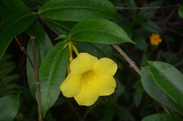 yellow flower in the garden