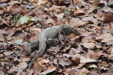 lizard in search of food