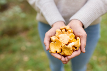 season, nature and leisure concept - close up of woman hands holding chanterelles mushrooms in forest - obrazy, fototapety, plakaty