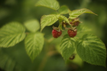 red berries of raspberry on a branch