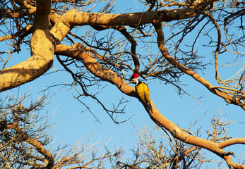 black-rumped flameback (Dinopium benghalense)