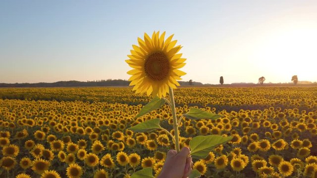 Girasole tenuto in mano di fronte a un campo di fiori gialli