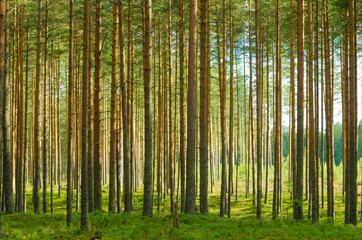 Fototapeta na wymiar Landscape of summer pine forest