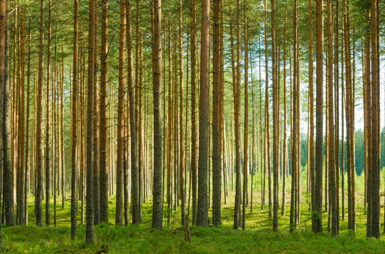 Landscape of summer pine forest © yuratosno