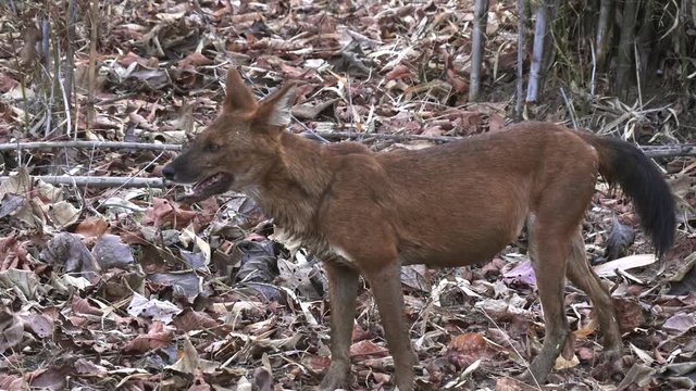 close shot of a dhole or indian wild dog in a forest at tadoba andhari tiger reserve in india