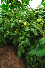 Green tomatoes in the greenhouse