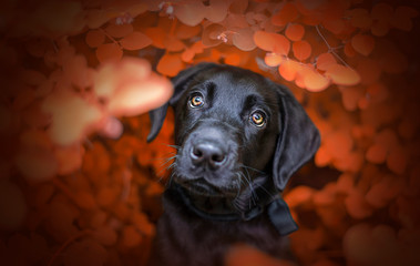 chiot labrador noir dans les feuilles orange © JEREM