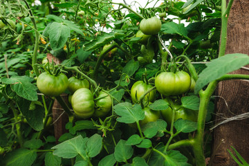 Green tomatoes in the greenhouse