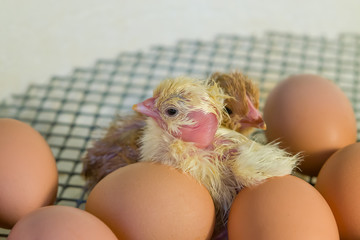 Eggs and hatching of chickens in a home incubator, close-up