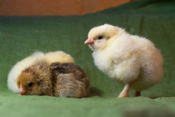 Chickens hatched in a home incubator a day ago, close-up