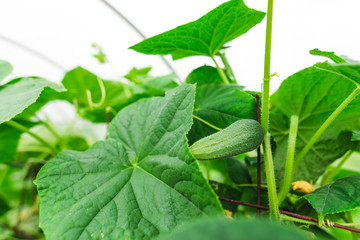 Green cucumbers in the greenhouse