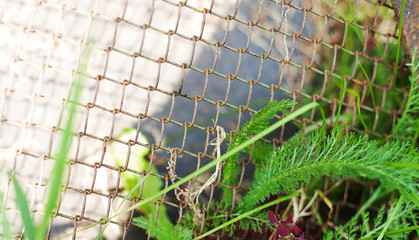 Green leaves entangled into old rusty wire mesh fence. Old rusty iron grid. Wire mesh grid texture. Grunge backdrop. Rustic textures. Shattered area