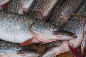 River, lake raw predatory fish pike, close-up