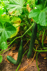 Green cucumbers in the greenhouse