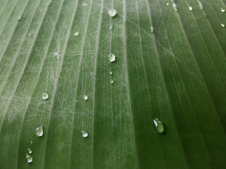 Close up water drops on green banana leaf after rainy. Natural texture and background