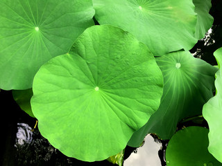 Large lotus leaves stacking and floating on water surface in the pond