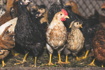 Chickens on the farm. Toned, style, color photo