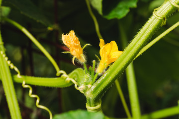 Green cucumbers in the greenhouse