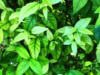 Green leaves with gradient color and leaf veins texture background