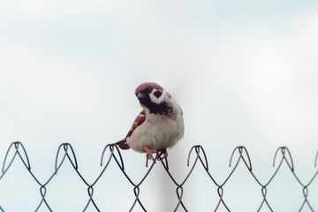 Sparrow on the fence in the rain