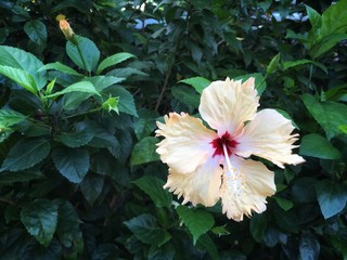 Yellow mix white hibiscus flower is blooming on green bush in the garden.
