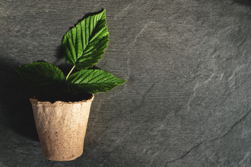 Raspberry green leaf in a pot on a black stone board background.