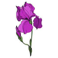 Vector Irises floral botanical flowers. Purple and green engraved ink art. Isolated irises illustration element.