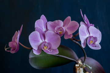 orchid on black background - 276530243