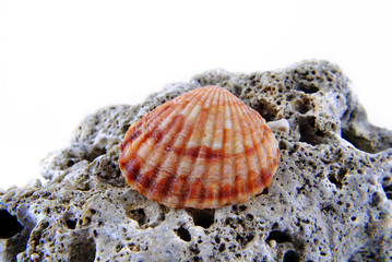 Sea shell isolated on white background Close up