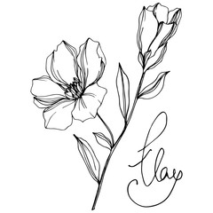 Vector Flax floral botanical flowers. Black and white engraved ink art. Isolated flax illustration element.