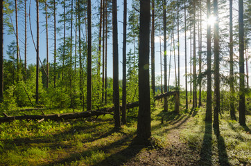 Landscape of summer pine forest - 276530416