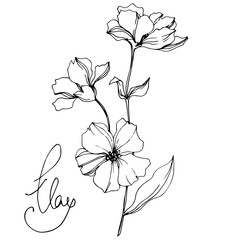 Vector Flax floral botanical flowers. Black and white engraved ink art. Isolated flax illustration element.