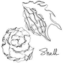 Vector Summer beach seashell tropical elements. Black and white engraved ink art. Isolated shell illustration element.