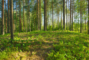 Landscape of summer pine forest - 276530681