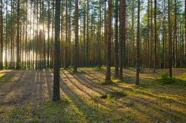 Landscape of summer pine forest - 276530887