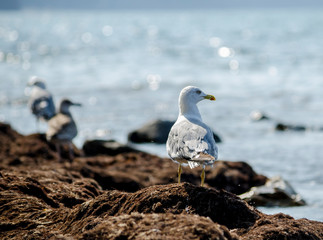 seagull on the beach - 276531018