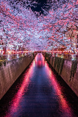 目黒川の夜桜