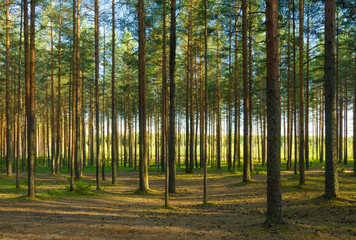 Landscape of summer pine forest - 276531095