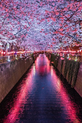 目黒川の夜桜