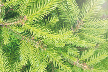 Floral abstract background of nature. Flowers and leaves.