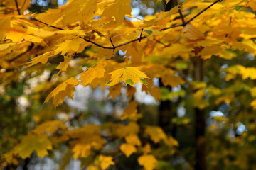 Seasons. Maple branch with yellow leaves on a sunny day. Close-up, empty space, horizontal. Concept of natural beauty