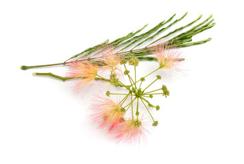 Albizia julibrissin or Persian silk tree, pink silk tree. Isolated on white background